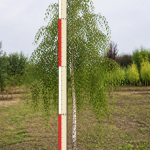 Береза бородавчатая 1,5-2,0 м ком 0,5х0,4 м