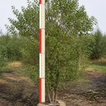 Клен татарский 1,7-2,5 м ком 0,5х0,4 м
