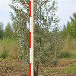 Облепиха крушиновидная 2,5-3,0 м ком 0,5х0,4 м