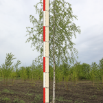 Береза бородавчатая 3,5-4,0 м ком 0,6х0,5 м