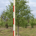 Яблоня сибирская 2,5-3,5 м ком 0,5х0,4 м